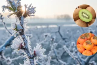 TARSİM’de 2027 ayarı... Don teminatı 25 ürüne çıkarıldı