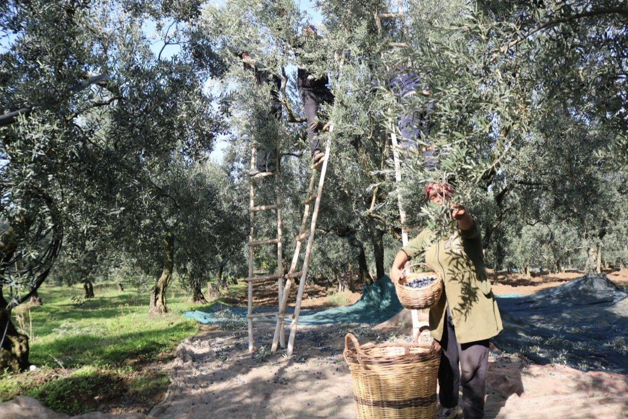 Marmarabirlik zeytin alım fiyatlarını açıkladı... Taban 55 TL, tavan 160 TL!