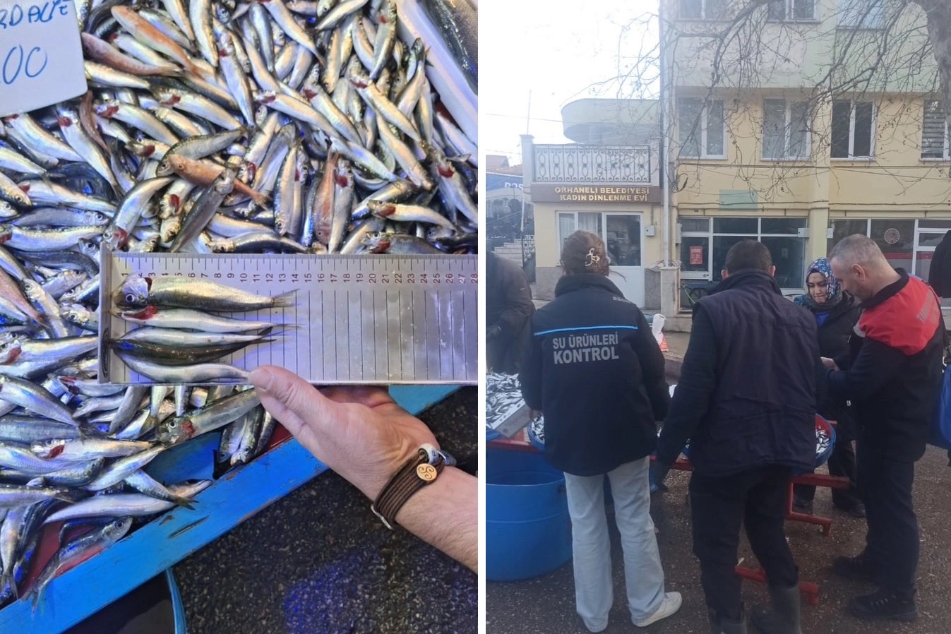 Bursa Orhaneli pazarında yasal boy altı istavritlere el konuldu