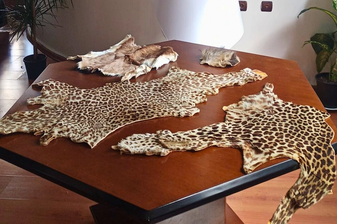 Çukurova Havalimanı’nda yasa dışı yaban hayvanı ürünleri ele geçirildi