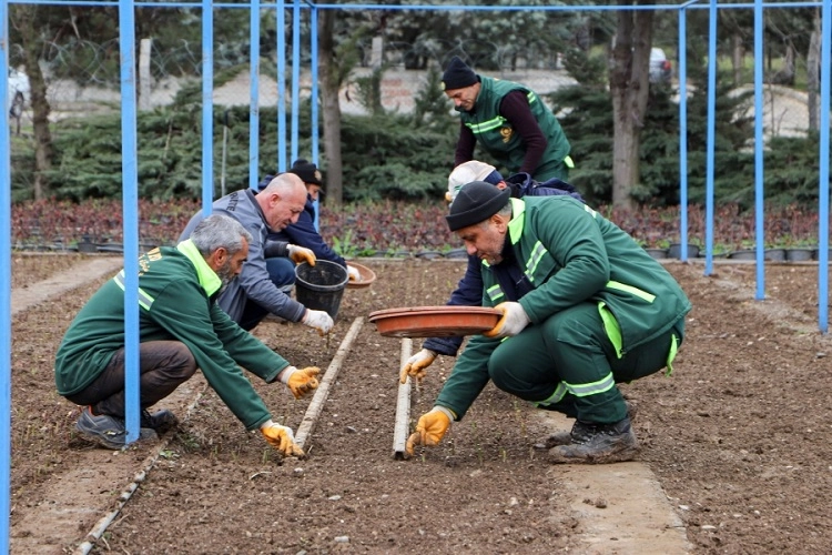 DBB kendi gülünü üretiyor, bu yıl hedef 25 bin fidan