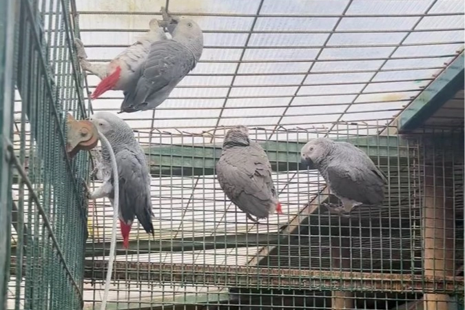 İstanbul'da kaçak yaban hayvanı operasyonu... 20 Afrika gri papağanına el konuldu