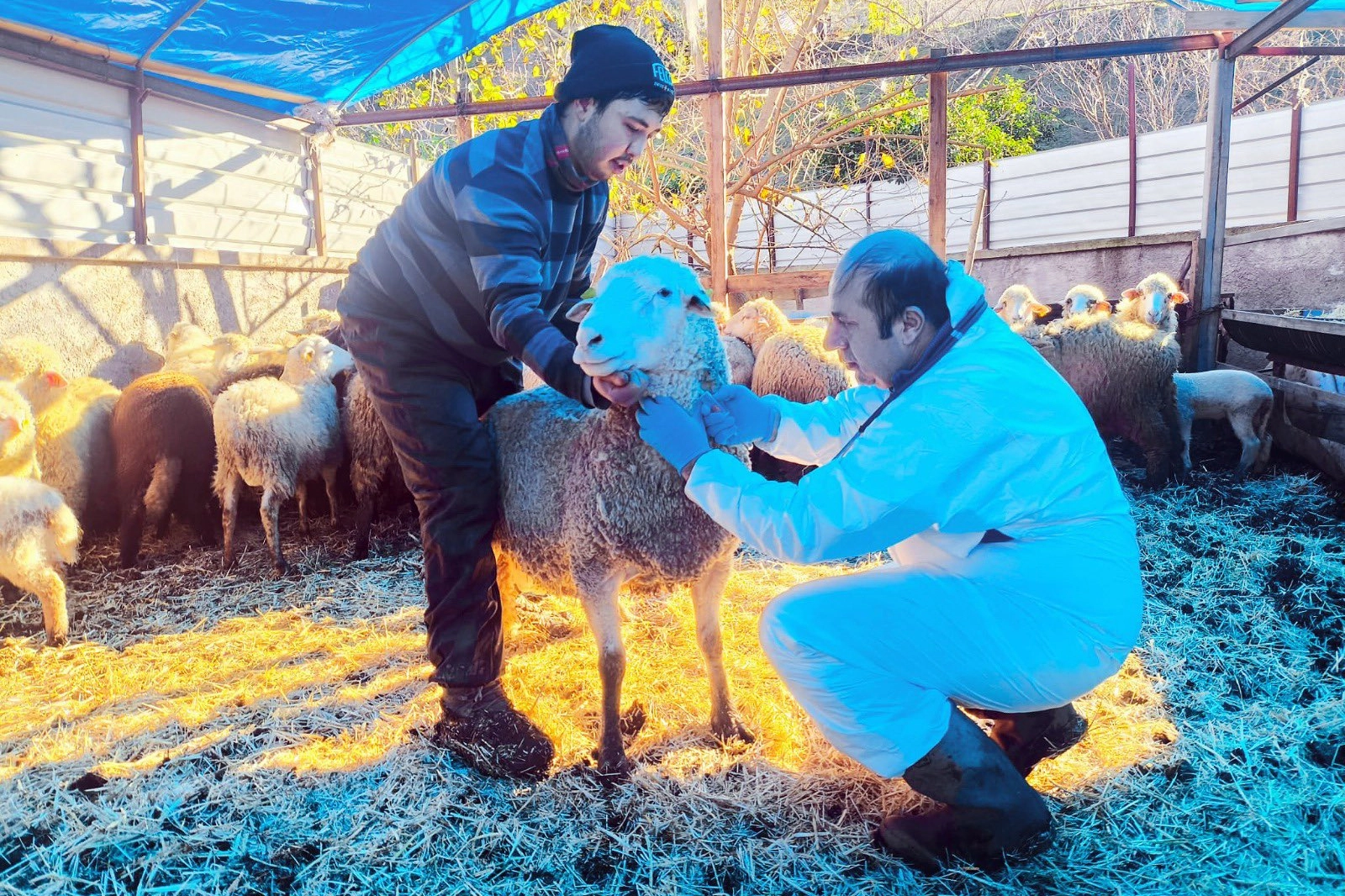 Karadeniz’in ilk hastalıktan ari koyunculuk işletmesi Giresun'da