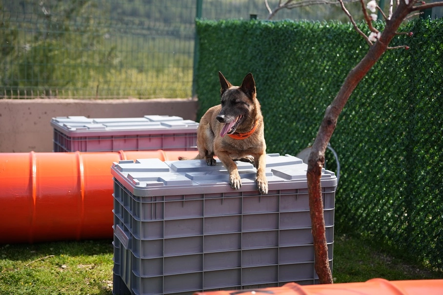 Arama kurtarma köpekleri afetlerin umut ışığı