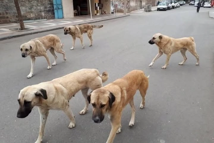 Yozgat’ta sahipli hayvanlara mikroçip zorunluluğu başladı