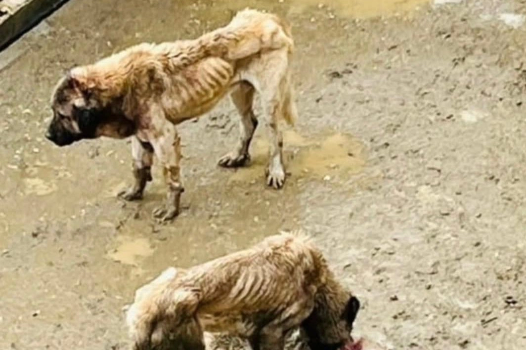 Bozüyük Kaymakamlığı inceleme başlattı!