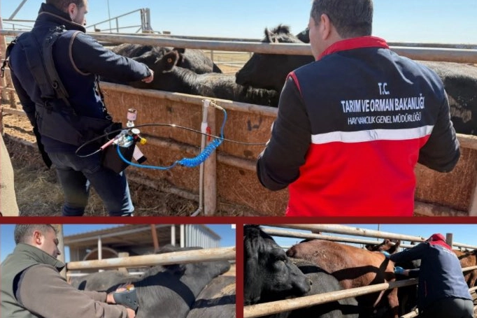Şap aşısında iğnesiz uygulama deneniyor