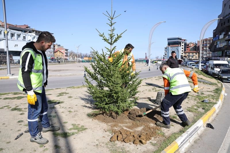 Zonguldak’ta yeşil alanlar batı ladini fidanlarıyla güçleniyor