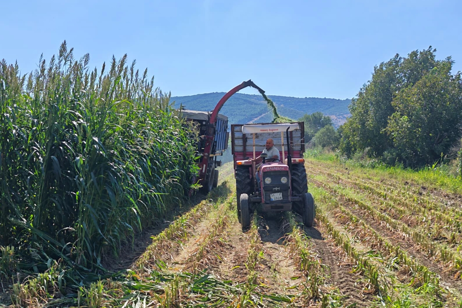 İzmir’de 9,6 ton Sorgum Sudan Otu melezi tohumu üreticilere ulaştırıldı