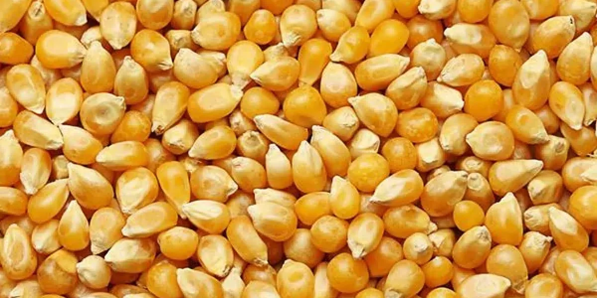 Dalaman’da 1.400 ton dane mısır satışa çıkıyor